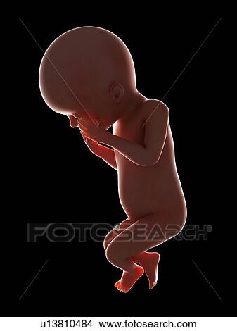 Picture - Illustration of a fetus at week 23. Fotosearch