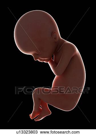 Illustration of a fetus at week 24 View Large Photo Image Stock Image - Illustration of a fetus at week 24. Fotosearch