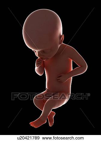 Stock Photo - Illustration of a fetus at week 25. Fotosearch