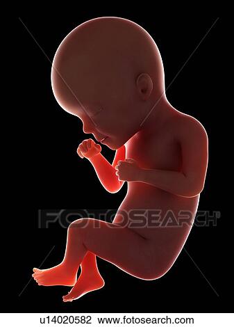 Illustration of a fetus at week 27 View Large Photo Image Stock Image - Illustration of a fetus at week 27. Fotosearch