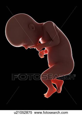 Illustration of a fetus at week 28 View Large Photo Image Stock Photography - Illustration of a fetus at week 28. Fotosearch