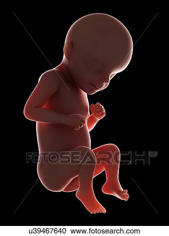 Illustration of a fetus at week 29 View Large Photo Image Stock Image - Illustration of a fetus at week 29. Fotosearch