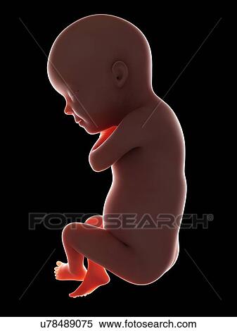 Illustration of a fetus at week 30 View Large Photo Image Stock Photography - Illustration of a fetus at week 30. Fotosearch