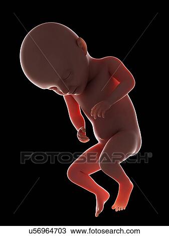 Illustration of a fetus at week 31 View Large Photo Image Stock Image - Illustration of a fetus at week 31. Fotosearch