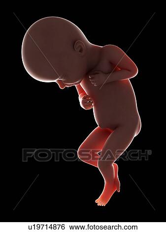 Stock Photograph - Illustration of a fetus at week 32. Fotosearch