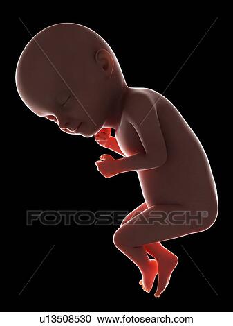 Stock Image - Illustration of a fetus at week 33. Fotosearch