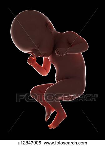 Illustration of a fetus at week 35 View Large Photo Image Stock Photography - Illustration of a fetus at week 35. Fotosearch
