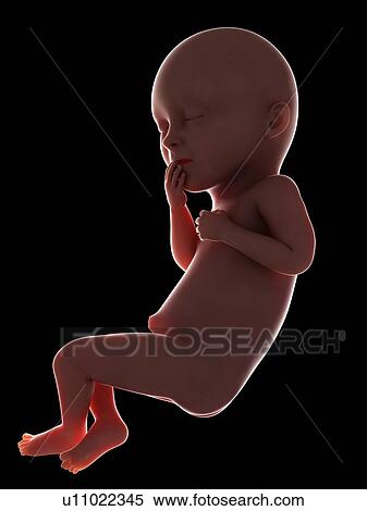 Stock Photography - Illustration of a fetus at week 36. Fotosearch