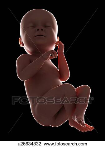 Stock Image - Illustration of a fetus at week 38. Fotosearch