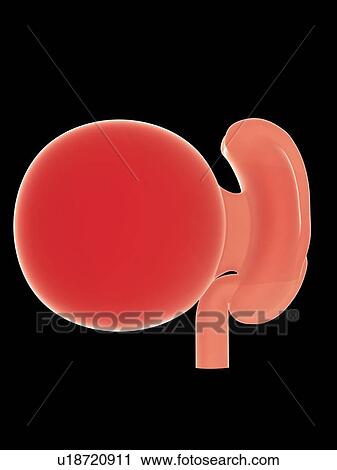 Illustration of a fetus at week 4 View Large Photo Image Stock Image - Illustration of a fetus at week 4. Fotosearch