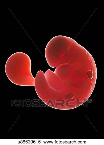 Illustration of a fetus at week 6 View Large Photo Image Stock Photograph - Illustration of a fetus at week 6. Fotosearch
