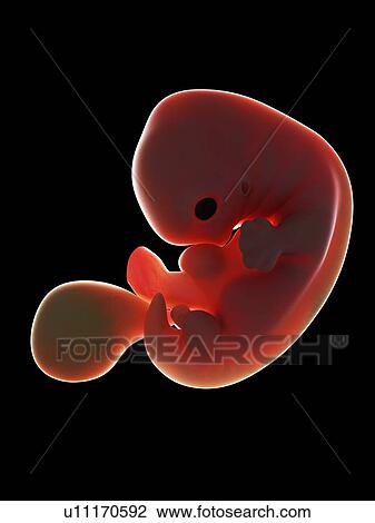 Stock Image - Illustration of a fetus at week 7. Fotosearch