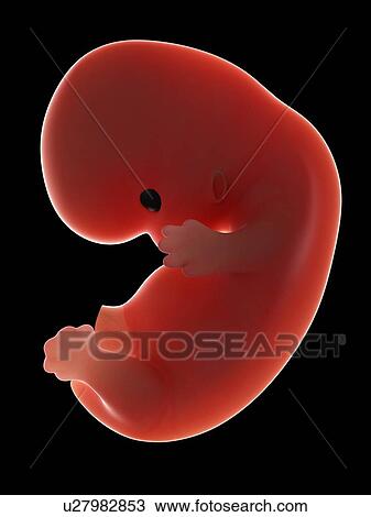 Illustration of a fetus at week 8 View Large Photo Image Stock Image - Illustration of a fetus at week 8. Fotosearch