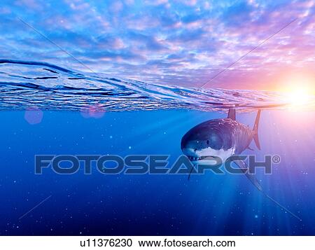 Illustration of a great white shark View Large Photo Image Stock Image - Illustration of a great white shark. Fotosearch