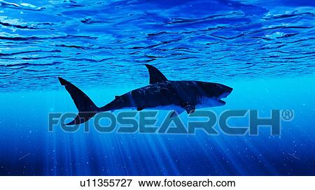 Stock Photo - Illustration of a great white shark. Fotosearch