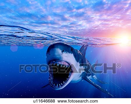 Illustration of a great white shark View Large Photo Image Stock Photo - Illustration of a great white shark. Fotosearch
