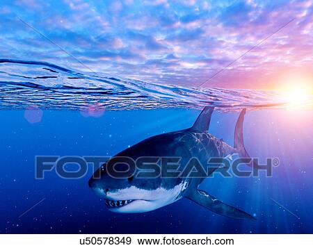 Stock Photo - Illustration of a great white shark. Fotosearch