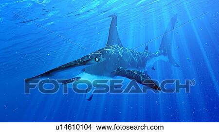 Picture - Illustration of a hammerhead shark. Fotosearch