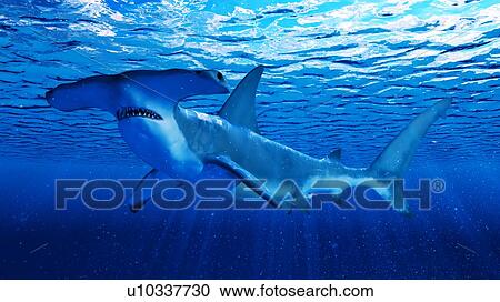 Illustration of a hammerhead shark View Large Photo Image Stock Image - Illustration of a hammerhead shark. Fotosearch