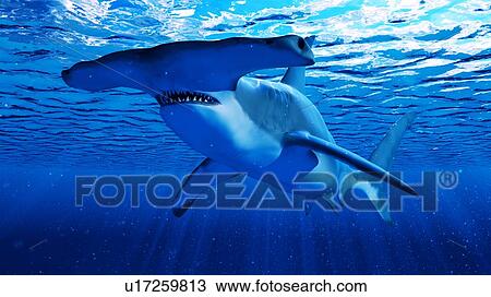 Stock Image - Illustration of a hammerhead shark. Fotosearch