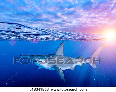 Stock Image - Illustration of a hammerhead shark. Fotosearch