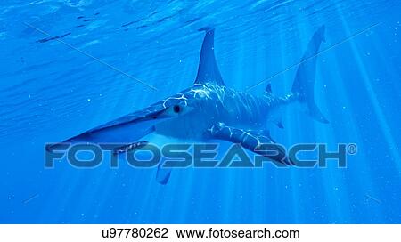 Stock Image - Illustration of a hammerhead shark. Fotosearch