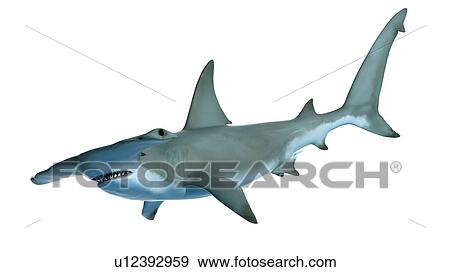Illustration of a hammerhead shark View Large Photo Image Stock Photo - Illustration of a hammerhead shark. Fotosearch