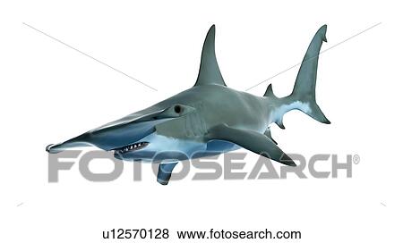 Stock Photo - Illustration of a hammerhead shark. Fotosearch