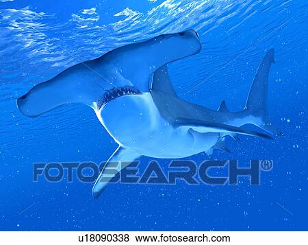 Stock Photo - Illustration of a hammerhead shark. Fotosearch