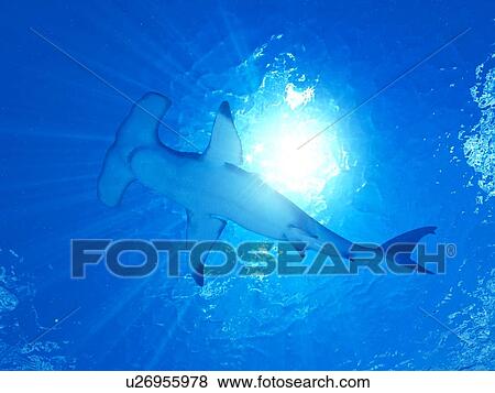 Stock Photo - Illustration of a hammerhead shark. Fotosearch