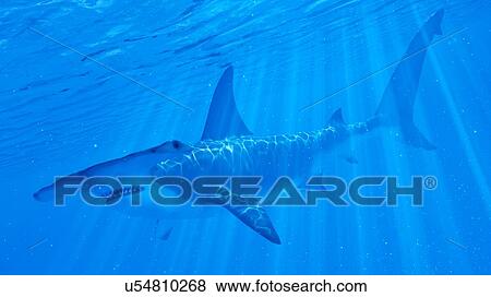 Stock Photo - Illustration of a hammerhead shark. Fotosearch