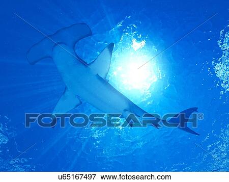 Stock Photo - Illustration of a hammerhead shark. Fotosearch