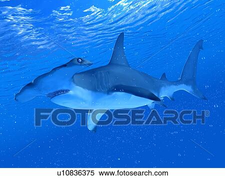 Stock Photography - Illustration of a hammerhead shark. Fotosearch