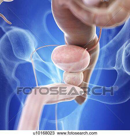 Stock Image - Illustration of a healthy bladder. Fotosearch