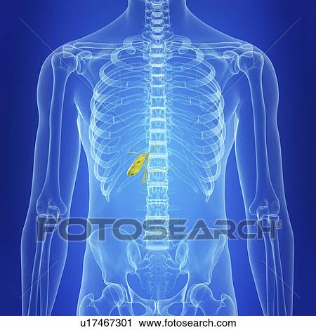 Stock Image - Illustration of a healthy gallbladder. Fotosearch