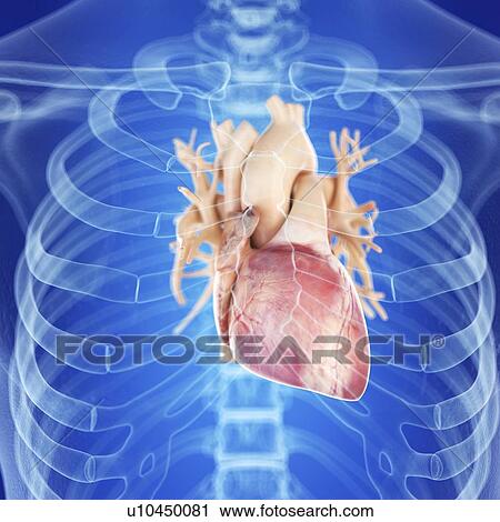 Stock Image - Illustration of a healthy heart. Fotosearch