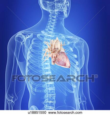 Stock Image - Illustration of a healthy heart. Fotosearch