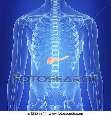Picture - Illustration of a healthy pancreas. Fotosearch