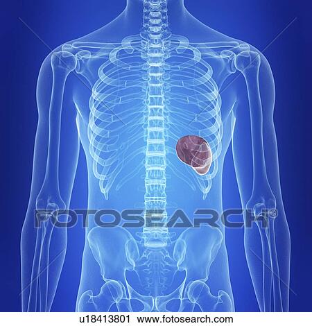 Stock Image - Illustration of a healthy spleen. Fotosearch