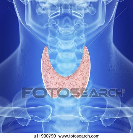 Illustration of a healthy thyroid gland View Large Photo Image Stock Image - Illustration of a healthy thyroid gland. Fotosearch