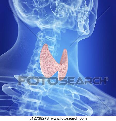 Illustration of a healthy thyroid gland View Large Photo Image Stock Image - Illustration of a healthy thyroid gland. Fotosearch