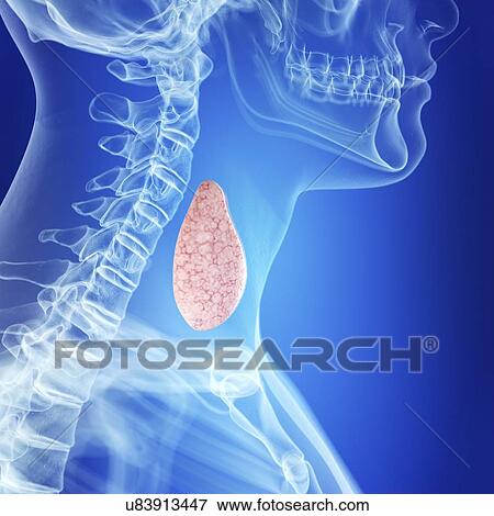 Illustration of a healthy thyroid gland View Large Photo Image Stock Photo - Illustration of a healthy thyroid gland. Fotosearch
