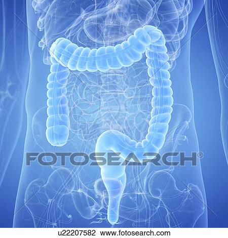 Stock Image - Illustration of a human colon. Fotosearch