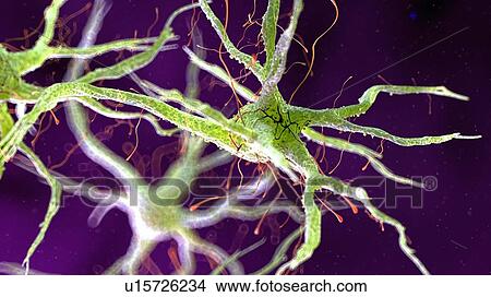 Illustration of a human nerve cell View Large Photo Image Picture - Illustration of a human nerve cell. Fotosearch