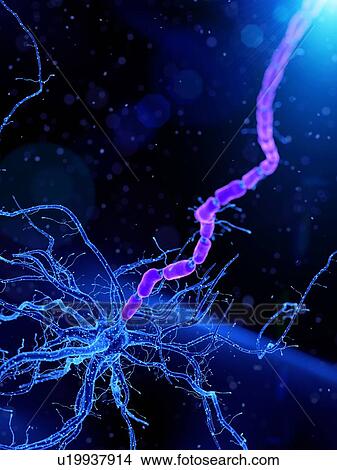 Picture - Illustration of a human nerve cell. Fotosearch