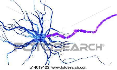 Illustration of a human nerve cell View Large Photo Image Stock Image - Illustration of a human nerve cell. Fotosearch