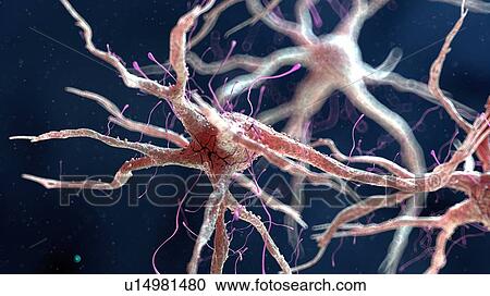 Illustration of a human nerve cell View Large Photo Image Stock Image - Illustration of a human nerve cell. Fotosearch
