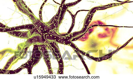 Illustration of a human nerve cell View Large Photo Image Stock Image - Illustration of a human nerve cell. Fotosearch