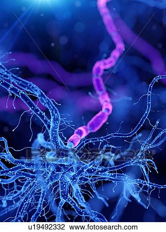 Illustration of a human nerve cell View Large Photo Image Stock Image - Illustration of a human nerve cell. Fotosearch