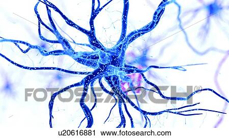 Illustration of a human nerve cell View Large Photo Image Stock Image - Illustration of a human nerve cell. Fotosearch